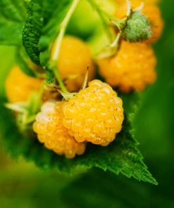 Brighter Blooms Golden Raspberry Plant Fruit Trees