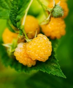 Brighter Blooms Golden Raspberry Plant Fruit Trees