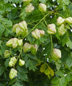 Brighter Blooms Golden Raintree