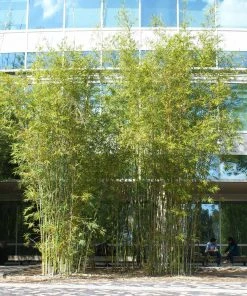 Brighter Blooms Graceful Bamboo 7 Brighter Blooms Graceful Bamboo