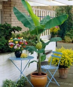 Brighter Blooms SHOP ALL Grand Naine Banana Tree 10 Brighter Blooms SHOP ALL Grand Naine Banana Tree