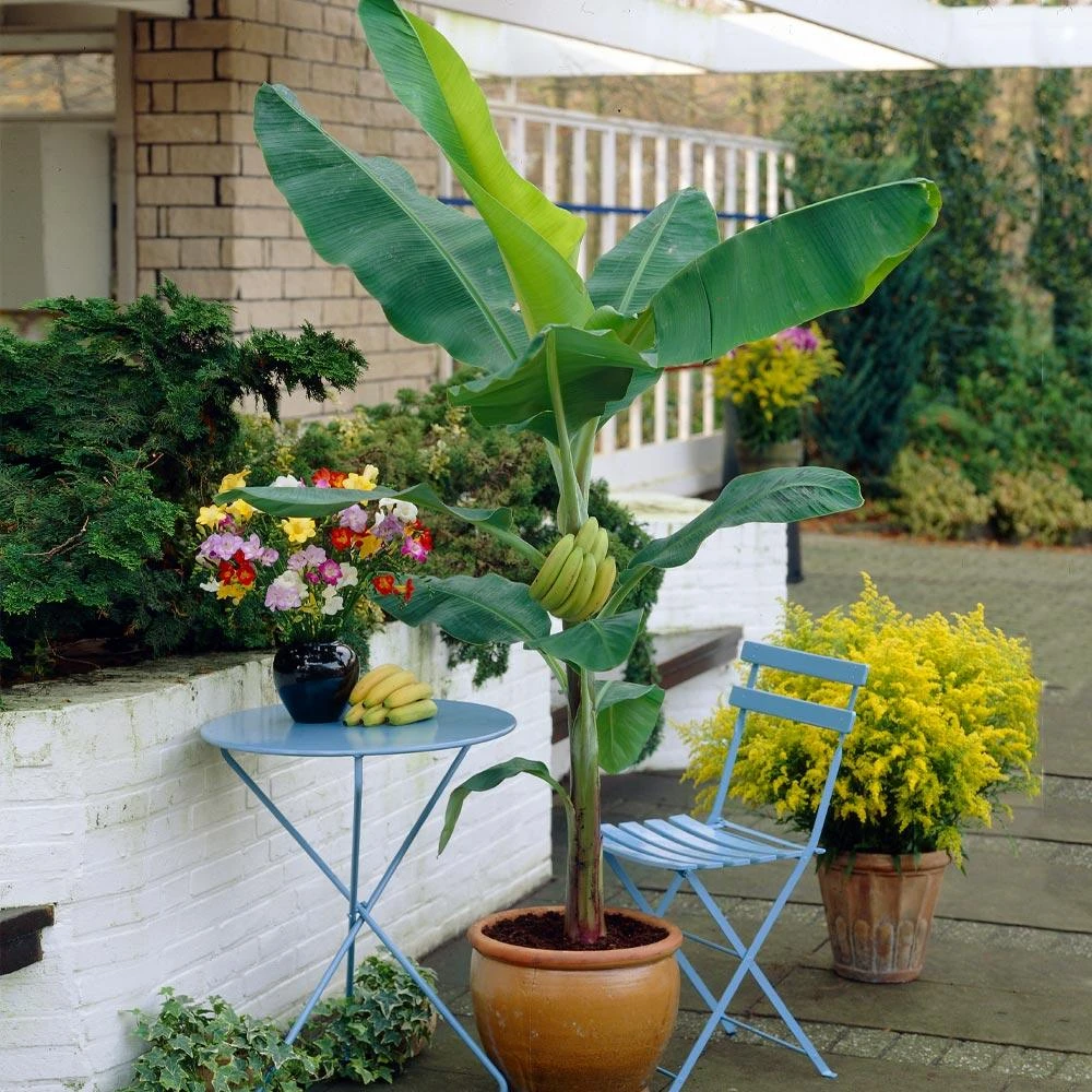 Brighter Blooms SHOP ALL Grand Naine Banana Tree 5 Brighter Blooms SHOP ALL Grand Naine Banana Tree