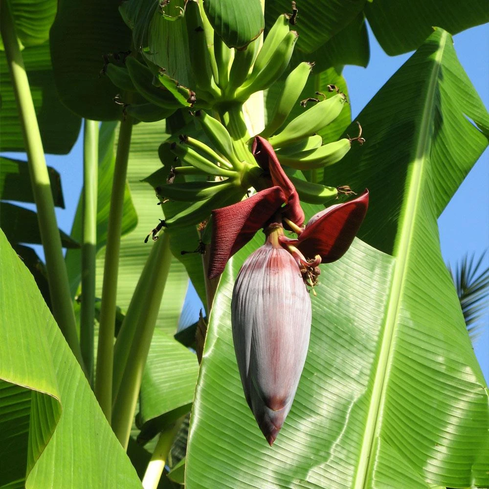 Brighter Blooms SHOP ALL Grand Naine Banana Tree 6 Brighter Blooms SHOP ALL Grand Naine Banana Tree