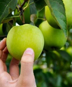 Brighter Blooms Granny Smith Apple Tree