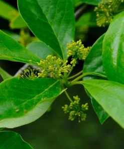 Brighter Blooms Shade Trees Green Gable Tupelo (Black Gum Tree)