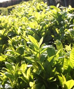 Brighter Blooms Green Goblet Cherry Laurel Shrubs & Hedges