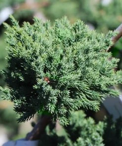 Brighter Blooms Green Mound Juniper Topiary