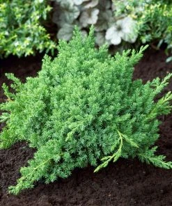 Brighter Blooms Juniper Trees Green Mound Juniper Shrub