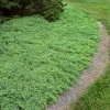 Brighter Blooms Juniper Trees Green Mound Juniper Shrub