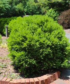 Brighter Blooms Green Velvet Boxwood Shrub
