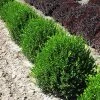 Brighter Blooms Green Velvet Boxwood Shrub