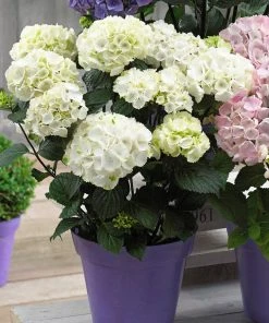 Brighter Blooms Onyx™ Zebra Hydrangea Shrubs & Hedges
