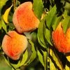 Brighter Blooms Fruit Trees Harvester Peach Tree