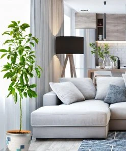 Brighter Blooms Hass Avocado Tree Avocado Trees