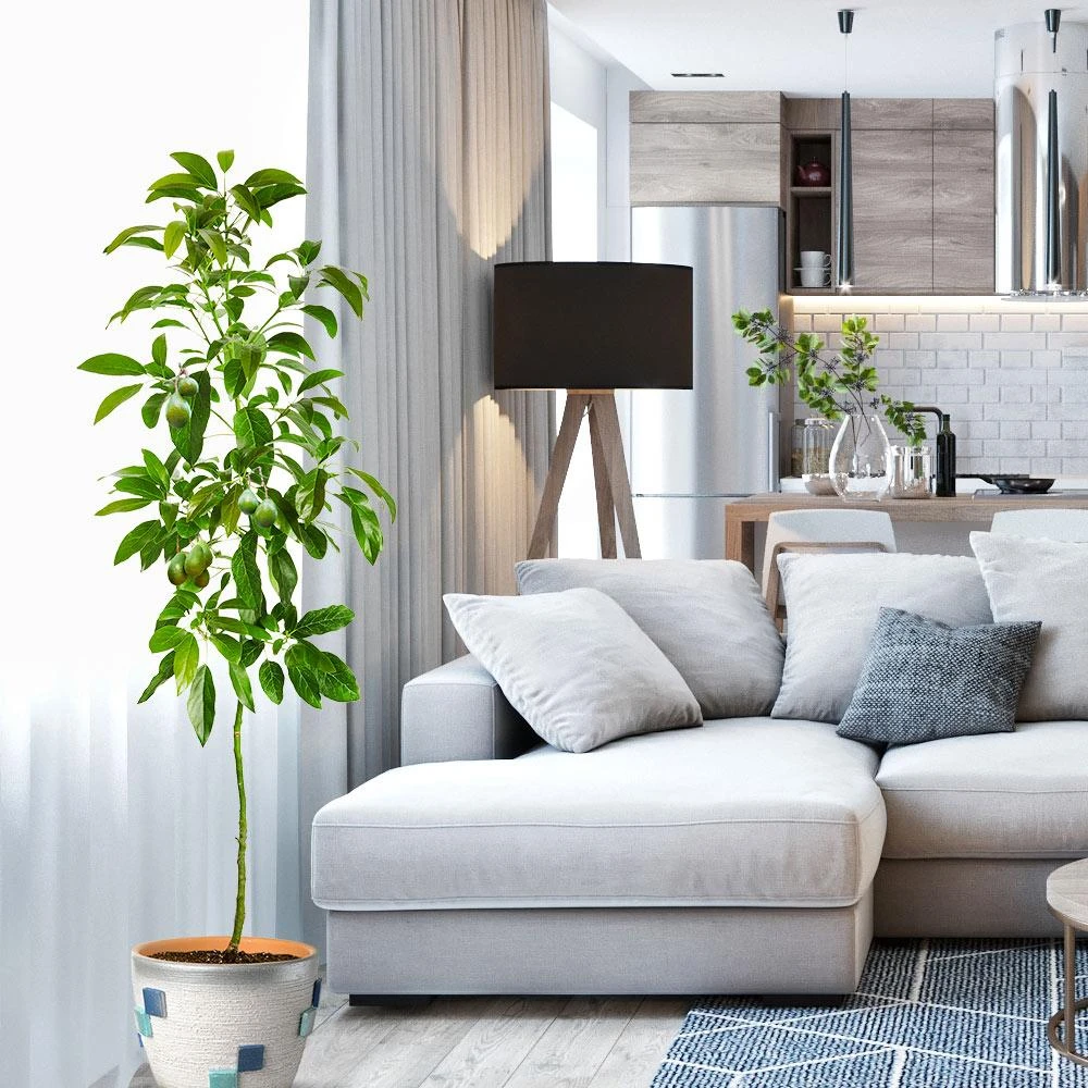 Brighter Blooms Hass Avocado Tree Avocado Trees 2 Brighter Blooms Hass Avocado Tree Avocado Trees