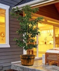 Brighter Blooms Hass Avocado Tree Avocado Trees 11 Brighter Blooms Hass Avocado Tree Avocado Trees