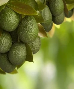 Brighter Blooms Hass Avocado Tree Avocado Trees 12 Brighter Blooms Hass Avocado Tree Avocado Trees