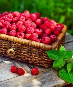 Brighter Blooms Heritage Raspberry Bush