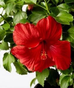Brighter Blooms First To Arrive™ Hollywood® Hibiscus