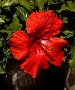 Brighter Blooms First To Arrive™ Hollywood® Hibiscus