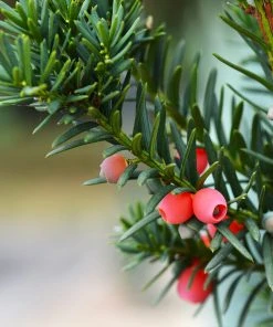 Brighter Blooms Hicks Yew Tree