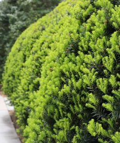 Brighter Blooms Hicks Yew Tree