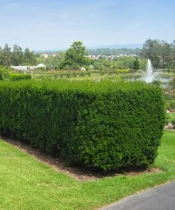 Brighter Blooms Hicks Yew Tree