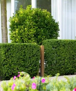 Brighter Blooms Hicks Yew Tree