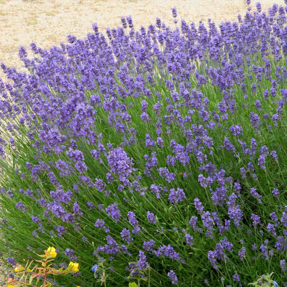 Brighter Blooms Hidcote Purple Lavender Shrub Lavender Plants 3 Brighter Blooms Hidcote Purple Lavender Shrub Lavender Plants