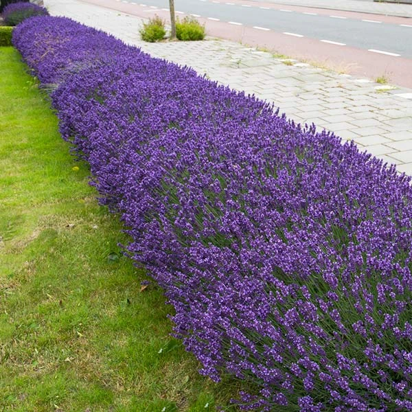 Brighter Blooms Hidcote Purple Lavender Shrub Lavender Plants 1 Brighter Blooms Hidcote Purple Lavender Shrub Lavender Plants