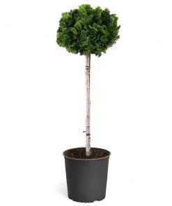 Brighter Blooms Cypress Trees Dwarf Hinoki Cypress Tree