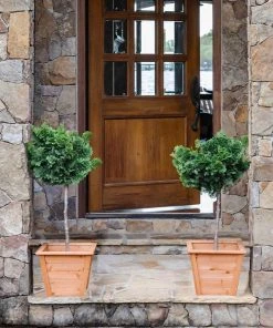 Brighter Blooms Cypress Trees Dwarf Hinoki Cypress Tree