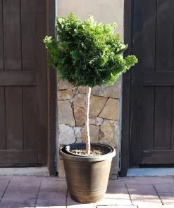Brighter Blooms Cypress Trees Dwarf Hinoki Cypress Tree