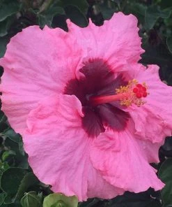 Brighter Blooms Pop Star™ Hollywood® Hibiscus