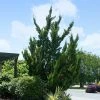 Brighter Blooms Evergreen & Privacy Hollywood Juniper Tree