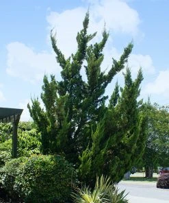 Brighter Blooms Evergreen & Privacy Hollywood Juniper Tree