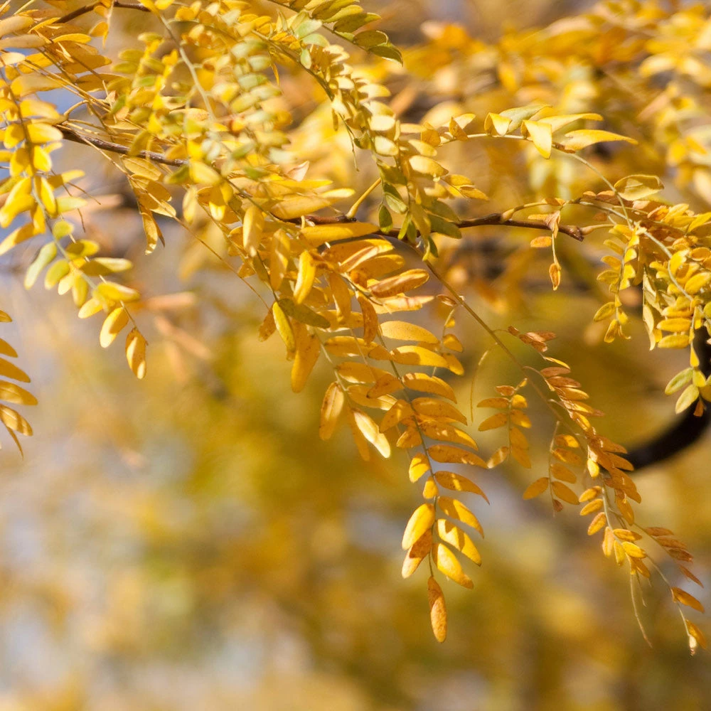 Brighter Blooms Shade Trees Shademaster Honeylocust Tree 3 Brighter Blooms Shade Trees Shademaster Honeylocust Tree