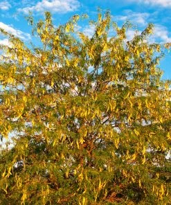 Brighter Blooms Shade Trees Shademaster Honeylocust Tree 9 Brighter Blooms Shade Trees Shademaster Honeylocust Tree