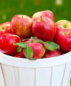 Brighter Blooms Honeycrisp Apple Tree Fruit Trees