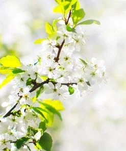 Brighter Blooms Honeygold Apple Tree