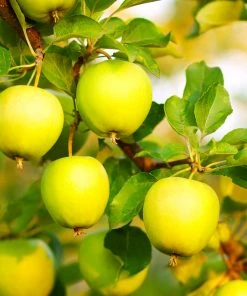 Brighter Blooms Honeygold Apple Tree