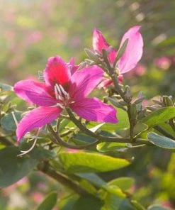 Brighter Blooms Flowering Trees Hong Kong Orchid Tree