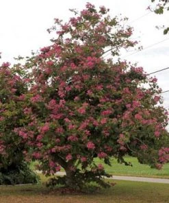 Brighter Blooms Flowering Trees Hong Kong Orchid Tree