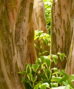 Brighter Blooms Flowering Trees Hopi Crape Myrtle Tree 10 Brighter Blooms Flowering Trees Hopi Crape Myrtle Tree