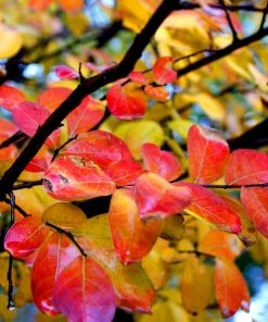 Brighter Blooms Flowering Trees Hopi Crape Myrtle Tree 11 Brighter Blooms Flowering Trees Hopi Crape Myrtle Tree