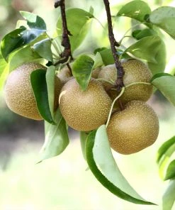 Brighter Blooms Fruit Trees Hosui Asian Pear Tree 8 Brighter Blooms Fruit Trees Hosui Asian Pear Tree