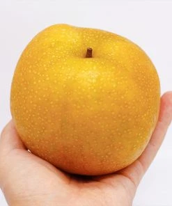 Brighter Blooms Fruit Trees Hosui Asian Pear Tree 11 Brighter Blooms Fruit Trees Hosui Asian Pear Tree