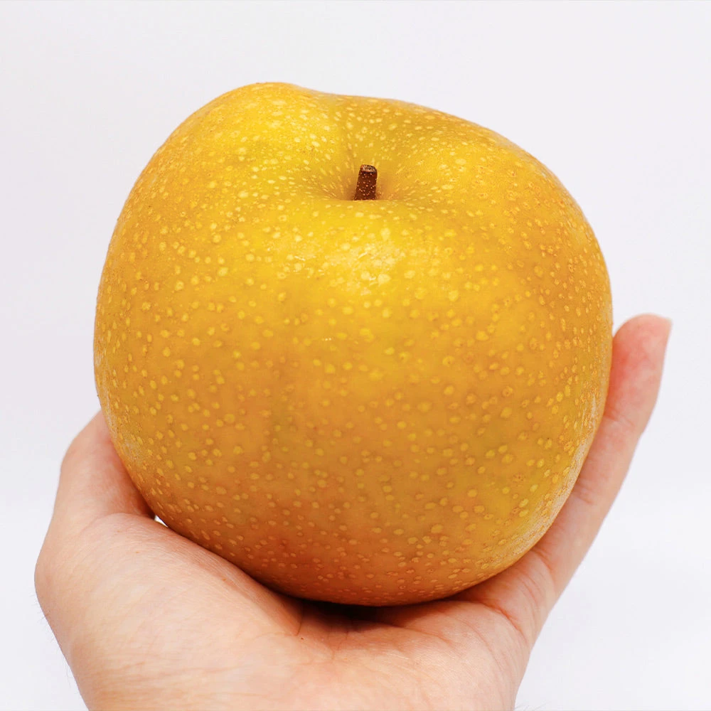 Brighter Blooms Fruit Trees Hosui Asian Pear Tree 6 Brighter Blooms Fruit Trees Hosui Asian Pear Tree