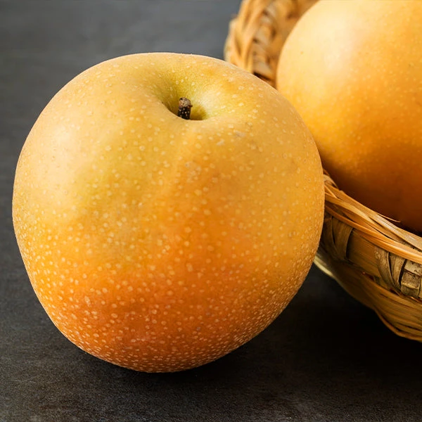 Brighter Blooms Fruit Trees Hosui Asian Pear Tree 1 Brighter Blooms Fruit Trees Hosui Asian Pear Tree