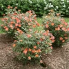 Brighter Blooms Oso Easy'® Hot Paprika Rose Roses